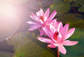 Pink water lily beautiful blooming in the lotus pond garden photo