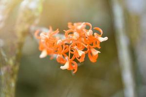 hermosa orquídea silvestre naranja dendrobium unicum flor que florece en el bosque foto
