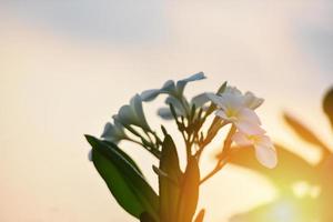 Frangipani flower or white plumeria on tree and sunset background photo