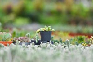 Succulent plants in pot in the garden nursery cactus farm agriculture photo