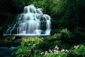 Tropical forest jungle river stream waterfall mountain landscape nature plant photo