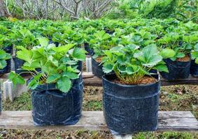 Planting Strawberry in pot in the garden farm agriculture photo