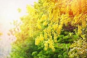 Golden Shower Tree in the summer Cassia fistula photo