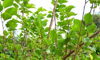 Mulberry tree with green leaf on branch in the garden fruit photo