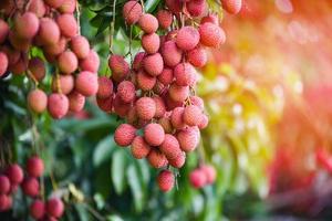 Fresh ripe lychee fruit hang on the lychee tree in the garden photo