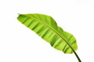 Full banana leaf isolated on white background photo