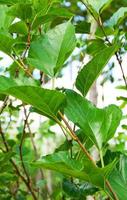 Mulberry tree with green leaf on branch in the garden fruit photo