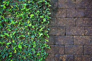 Natural green leaf plant wall half rough grunge old brick wall texture background - photo