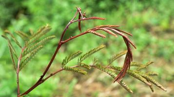 Soap Bobs plant on tree green leaf for food and herb Acacia concinna photo