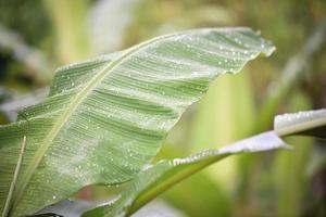 Banana leaf with water drop after rain nature green background photo