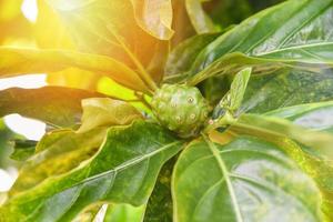 noni fruta hierbas medicinales noni fresco en el árbol foto