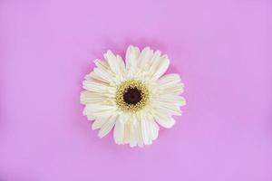 planta tropical de flor de gerbera blanca sobre fondo rosa hermosa foto