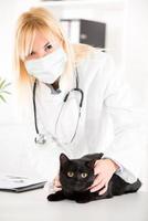 veterinario examinando un gato doméstico foto