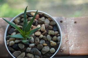 Aloe Vera in a flowerpot on grey table and grunge grey wall background with copy space. photo