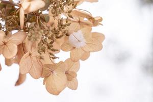 dry hortensia in the garden covered with frost close up frosty hydrangea or hortensia flower photo