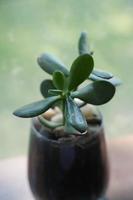 varios tipos de mini cactus, planta de cebra, echeveria kalanchoe plantas de casa suculentas macetas de arcilla sobre fondo de ropa de mesa a rayas foto