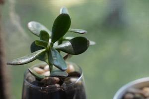 varios tipos de mini cactus, planta de cebra, echeveria kalanchoe plantas de casa suculentas macetas de arcilla sobre fondo de ropa de mesa a rayas foto