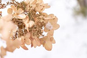 dry hortensia in the garden covered with frost close up frosty hydrangea or hortensia flower photo