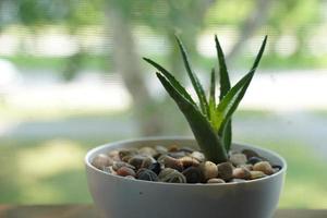 Aloe Vera in a flowerpot on grey table and grunge grey wall background with copy space. photo