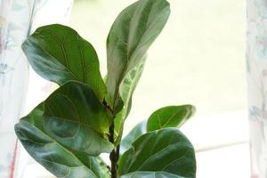 A Fiddle Leaf Fig or Ficus lyrata pot plant with large, green, shiny leaves planted in a white pot sitting on a light timber floor isolated on a bright, white background. photo