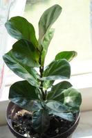 A Fiddle Leaf Fig or Ficus lyrata pot plant with large, green, shiny leaves planted in a white pot sitting on a light timber floor isolated on a bright, white background.