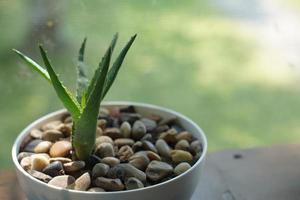 Aloe Vera in a flowerpot on grey table and grunge grey wall background with copy space. photo