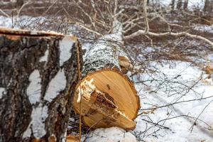A birch tree is lying on the ground in the snow after working as a logger with a chainsaw. photo