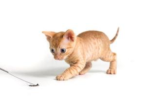 Lovely curly kitten Ural Rex sneaks behind the toy and prepared to jump, isolated on a white background. photo