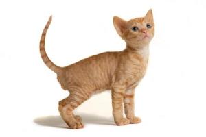 Little kitten Ural Rex stands and looks up, isolated on a white background. photo