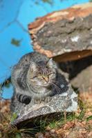 en la tierra el gato tiene comida y espera con ansias foto