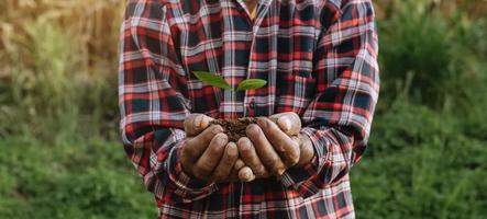 manos de ancianos agarrando la tierra con una planta. el concepto de agricultura y crecimiento empresarial. foto