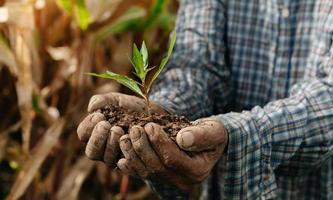 anciano manos agarrando la tierra con una planta. el concepto de agricultura y crecimiento empresarial. en la granja foto