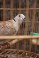 Streptopelia risoria puter encaramado en una jaula de madera foto