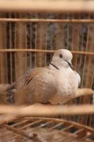 Streptopelia risoria perched in a wooden cage photo