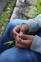 a boy's hand holding a dry leaf photo