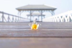 Plumeria flower on the wooden bridge blurred  background photo