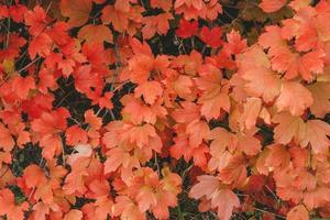 hojas de hiedra de boston en la pared. fondo de otoño con hojas rojas. enfoque selectivo foto