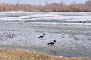 2 crows are walking on the icy lake. Birds in winter. Chunks of ice floating on river. Drifting in early spring. Beautiful frozen liquid motion closeup. photo