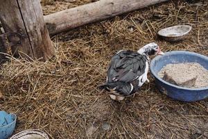 black duck farm eating. Also known as 'Itik kampung'. Enjoy, relax after eating. photo