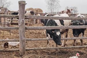 vacas blancas y negras comiendo heno en el establo de la granja. vacas lecheras holandesas en blanco y negro. enfoque selectivo. foto