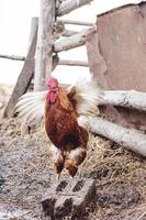 gallo colorido buscando comida cerca de la granja biológica, imagen tomada en un día de finales de otoño foto