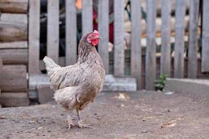 pollo gris en el pueblo contra el fondo de la cerca, en el patio foto