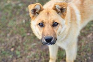 portrait of redhead and stray dog, closeup. Dog looking at the camera photo