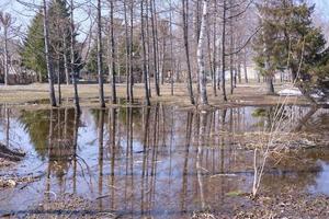 Melted puddles with visible reflections of a birch grove. Thawed puddles in a birch grove. Early spring landscape. photo