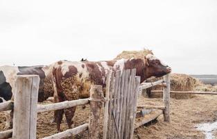 toro rojo detrás de una valla de madera. animales de granja. hermoso macho toro foto