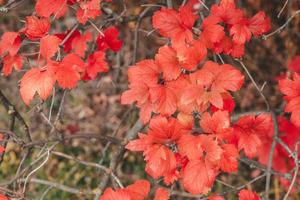 Boston Ivy leaves on the wall. Autumn background with red leaves. Selective focus photo