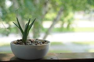 aloe vera en una maceta sobre mesa gris y fondo de pared gris grunge con espacio de copia. foto