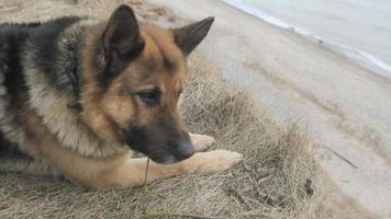 cane sulla spiaggia video