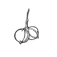 dibujo de nueces de macadamia. ilustración de contorno vectorial en blanco y negro con manchas de color modernas. vector