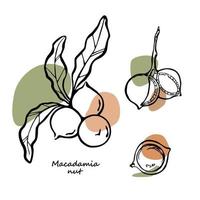 Macadamia nuts vector illustration. Black and white linear drawing with modern color spots.